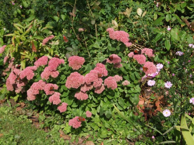 DSCF4428.JPG
