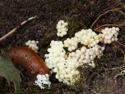 2017-09-21 Schnecke.jpg