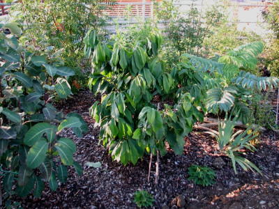 Asimila.triloba.jpg