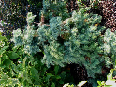 Cunninghamia20.Sept.jpg