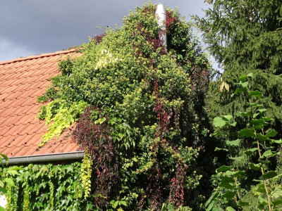 bienenweide.jpg