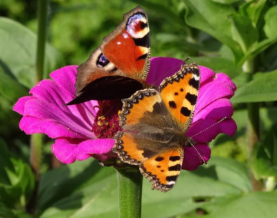 schmetterling03.jpg