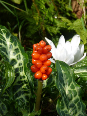 2017-09-22 Arum italicum.jpg