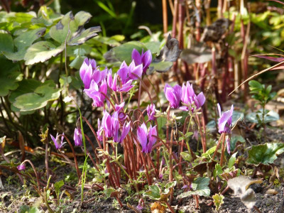 2017-09-22 Cyclamen hederifolium 'Amaze Me Pink'.jpg
