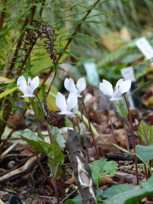 2017-09-22 Cyclamen hederifolium.jpg