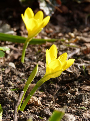 2017-09-22 Sternbergia lutea.jpg