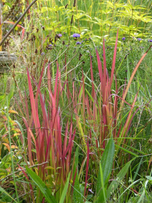 2017-09-22 Imperata cylindrica 'Red Baron'.jpg
