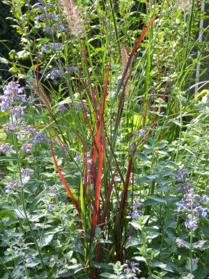 2017-09-22 Panicum virgatum 'Cheyenne Sky'.jpg