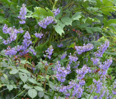 Nepeta_grandiflora-ZinsersGiant.17-2.jpg