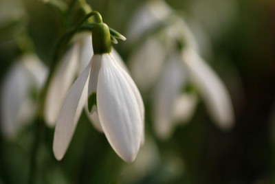 Galanthus-Feb0407-k.jpg