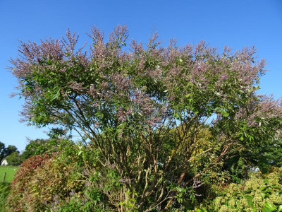 Vitex negundo September 2017.JPG