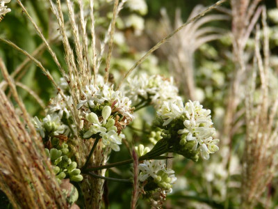 2017-09-22 Heptacodium miconioides.jpg