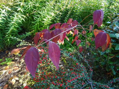 Euonymus oxyphyllus September 2017.JPG