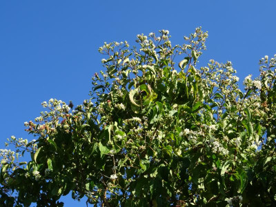 Heptacodium miconoides September 2017.JPG