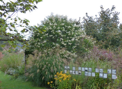2017-09-24 Heptacodium miconioides.jpg