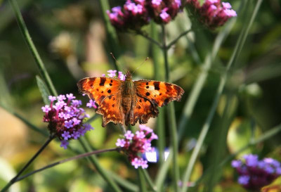 Schmetterling 3217C.Falter0317.JPG