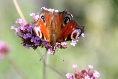 Schmetterling3517.jpg