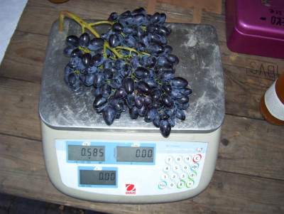 100_1297.JPG