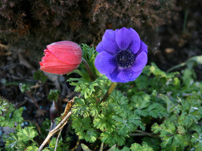 St_Anemonecaronica020780.jpg