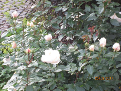 IMG_0925.JPG