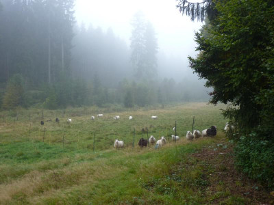 herbstgrußsolling.JPG