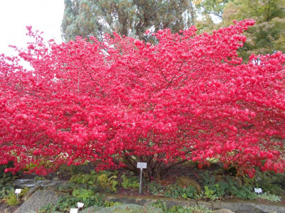 EuonymusAlatusCompactus.JPG