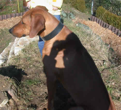 DSCN1266_Kinderschatten_im_Hund_.jpg