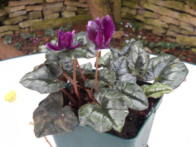 DSCN5325.JPG