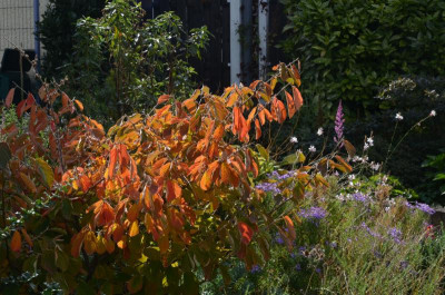 Hamamelis-ArnoldPromis.17-5.jpg
