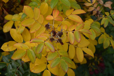 Rose-MojeHammarberg-17-3.jpg