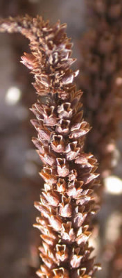 DSCN1201_Samenkapseln_.jpg