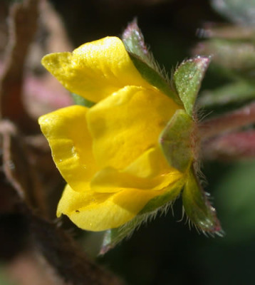 DSCN1198_Potentilla_.jpg
