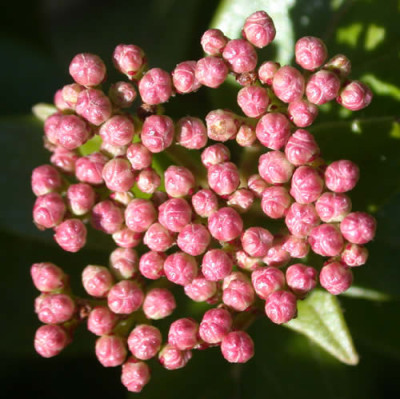 DSCN1210_Viburnumknospen_.jpg