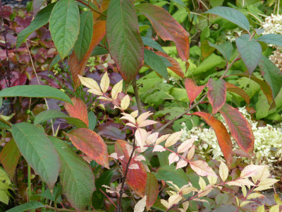 2017-09-25 Nyssa sinensis - Zanthoxylum simulans.jpg