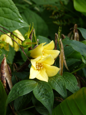 2017-09-25 Kirengoshema palmata.jpg