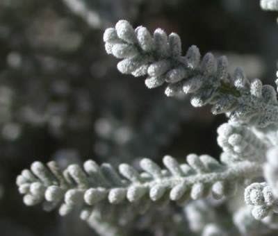 DSCN1212_Morbides_.jpg