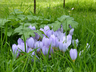 2017-09-25 Crocus kotschyanus.jpg