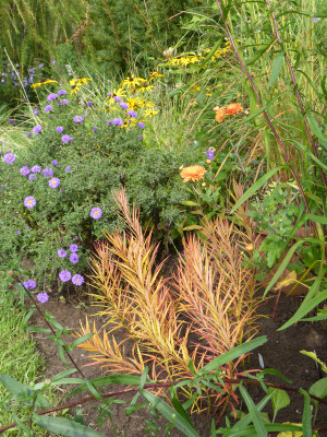 2017-09-25 Amsonia hubrichthii.jpg