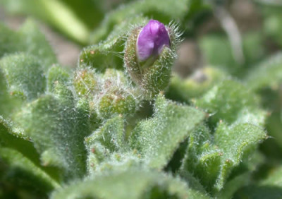 DSCN1216_Polsterkissen_.jpg