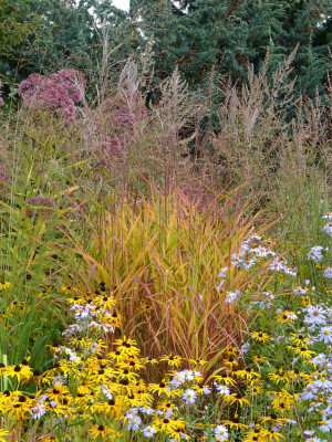 2017-09-25 Miscanthus purpurascens.jpg