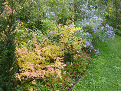 2017-09-25 Abeliophyllum distichum.jpg