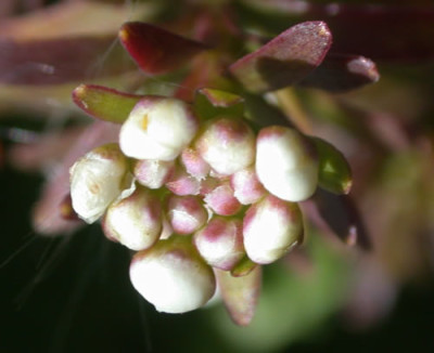 DSCN1219_Schleifenblume_.jpg
