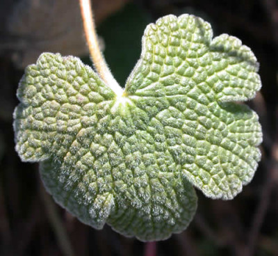 DSCN1292_Geraniumblatt_.jpg