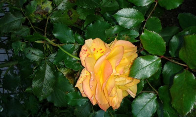 20170926_083315.jpg