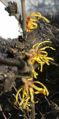DSCN1349_Hamamelis_gelb_.jpg