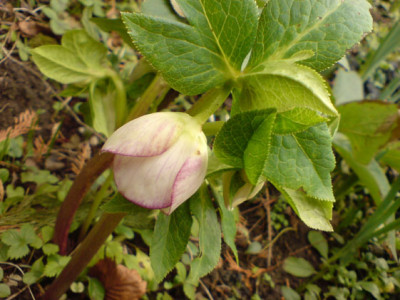 helleboren2007.JPG