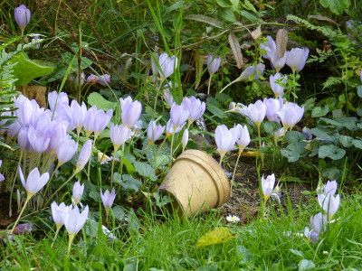 2017-09-25 Crocus kotschyanus 2.jpg