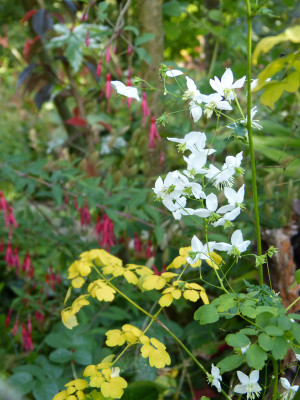 2017-09-25 Thalictrum delavayi 'Splendide White'.jpg
