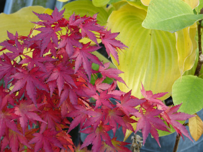 2017-09-25 Acer palmatum 'Orange Dream'.jpg