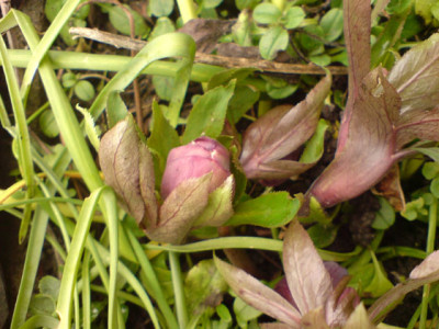 helleboren2007b.JPG